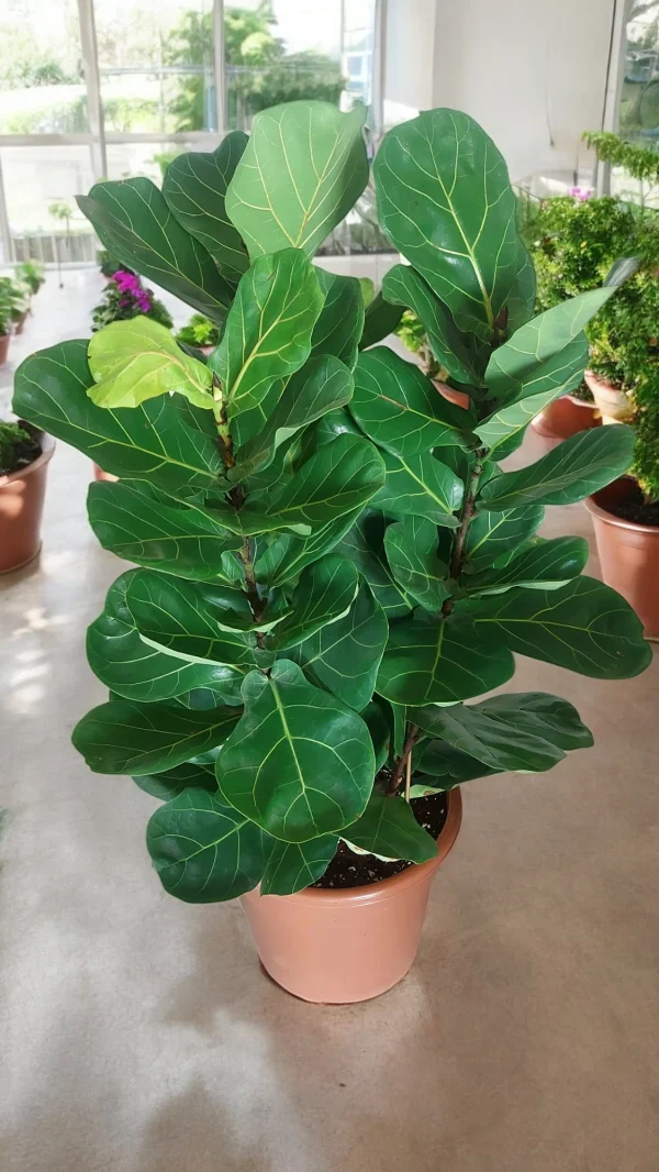 Fiddle Leaf Fig 3 Stem variety - perfect air-purifying plant