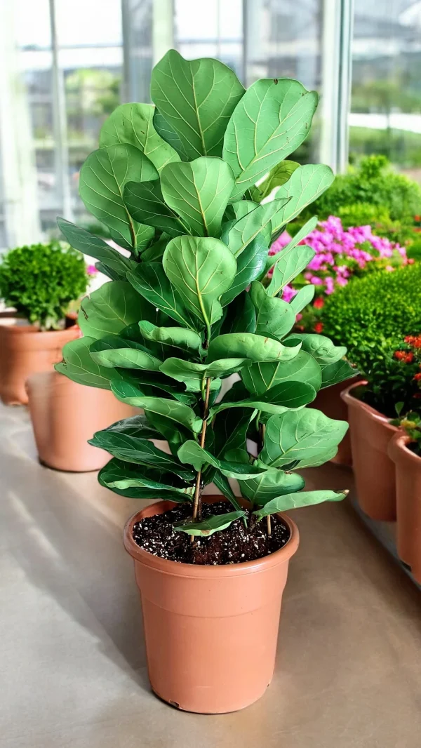 Fiddle Leaf Fig 3 Stem variety - perfect air-purifying plant