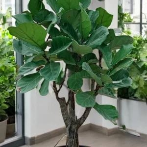 Large Ficus Lyrata Trunk Tree - perfect for home or office décor