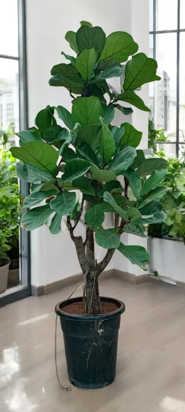 Large Ficus Lyrata Trunk Tree - perfect for home or office décor