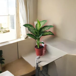 Dieffenbachia Tropical Snow with green and white variegated leaves