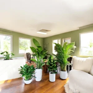 Elegant Indoor Ceramic Planter Combo featuring Peace Lily, Bird of Paradise, Fiddle Leaf Fig, and Areca Palm in white ceramic pots.
