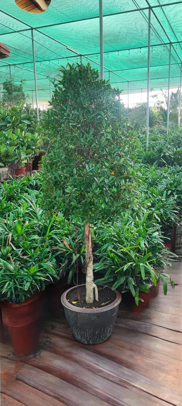 Ficus Microcarpa Tree with lush green foliage, and planted in a traditional terracotta pot, perfect for indoor or semi-outdoor spaces.
