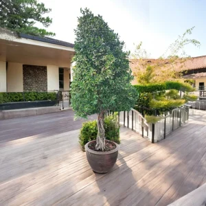 Ficus Microcarpa Tree with lush green foliage, and planted in a traditional terracotta pot, perfect for indoor or semi-outdoor spaces.