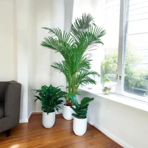 Indoor plant combo featuring Peace Lily, Areca Palm, and Fiddle Leaf Fig in white ceramic pots, perfect for home or office decor