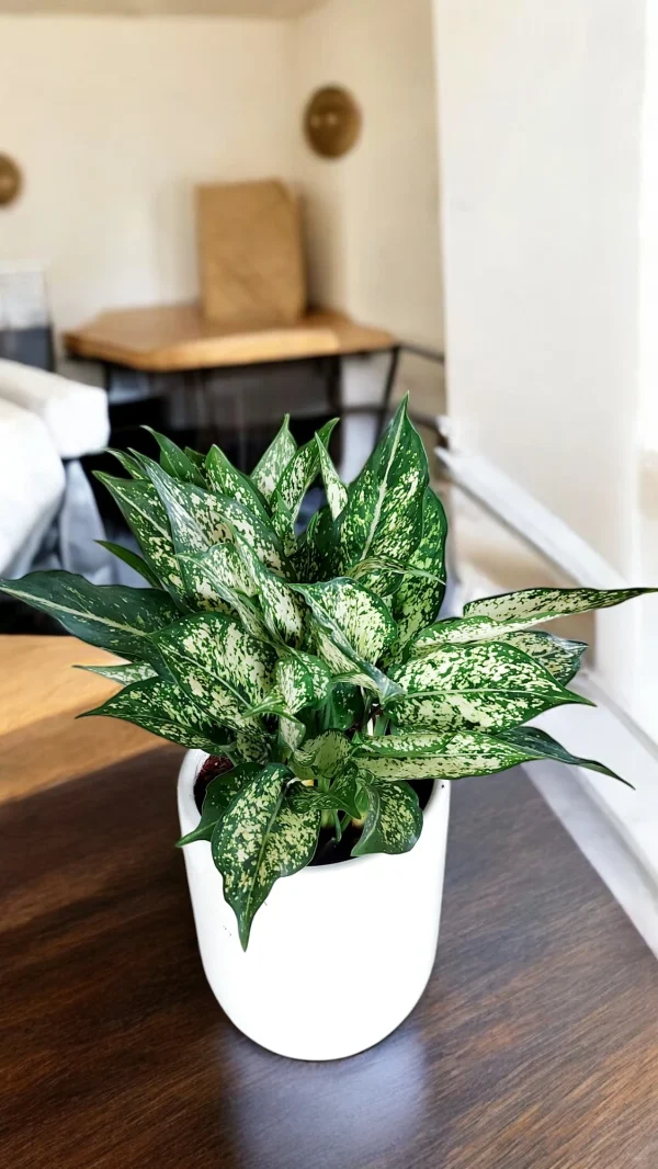 Lush Indoor Essentials Combo with ceramic pot - Image 5
