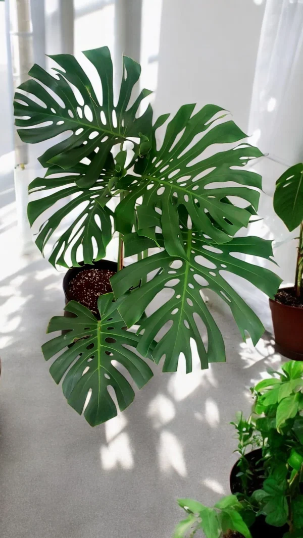 Monstera Deliciosa (Swiss Cheese Plant) with vibrant split leaves in a black pot, adding tropical charm to a bright indoor space.