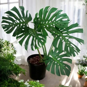 Monstera Deliciosa (Swiss Cheese Plant) with vibrant split leaves in a black pot, adding tropical charm to a bright indoor space.