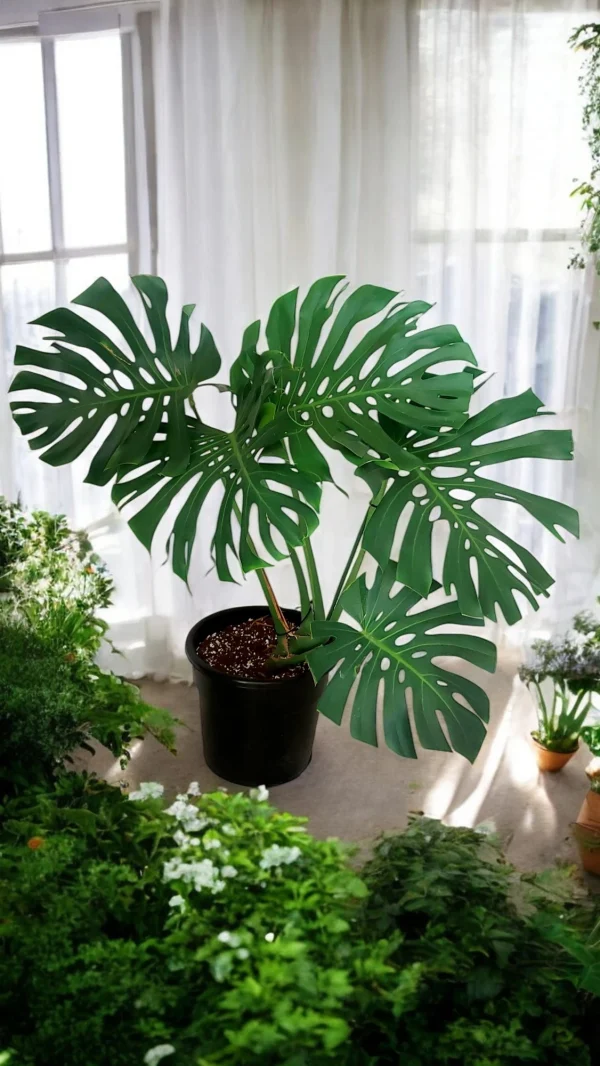 Monstera Deliciosa (Swiss Cheese Plant) with vibrant split leaves in a black pot, adding tropical charm to a bright indoor space.
