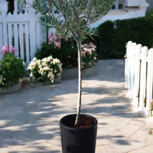 Olive Tree (Olea europaea) with a thin trunk in a sleek black ceramic pot, showcasing elegant silvery-green leaves for modern decor.