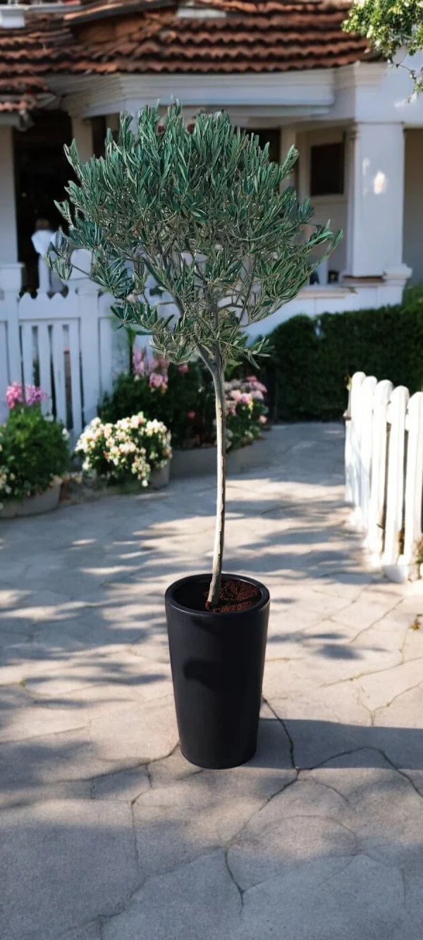 Olive Tree (Olea europaea) with a thin trunk in a sleek black ceramic pot, showcasing elegant silvery-green leaves for modern decor.