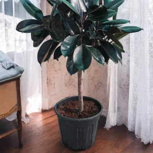 Rubber Plant Tree in a plastic pot with glossy green leaves.