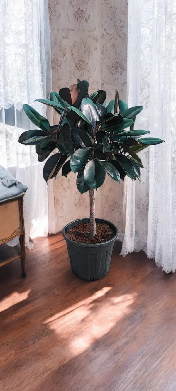 Rubber Plant Tree in a plastic pot with glossy green leaves.