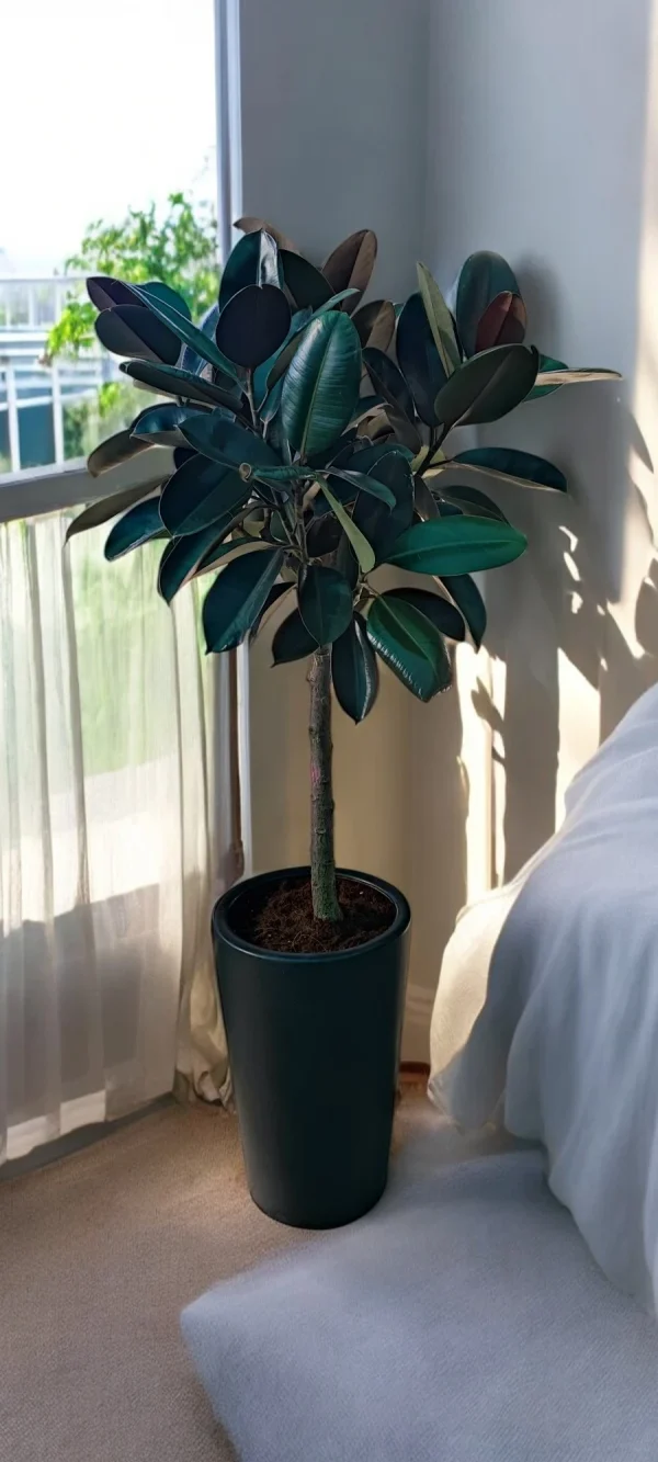 Rubber Plant Tree in a sleek black ceramic pot, showcasing its vibrant foliage